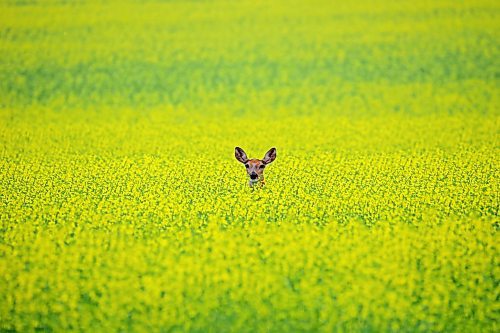 22072024
A white-tailed deer peers out from a crop of canola along Grand Valley Road west of Brandon on a hot and humid Monday afternoon. 
(Tim Smith/The Brandon Sun)