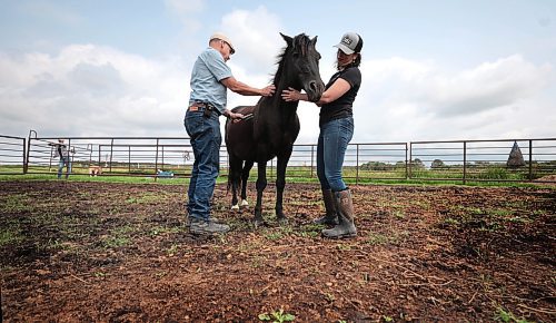 Ruth Bonneville / Free Press

ENT - Ojibwe horses

Michelle McConomy and her dad, Bob McConomy along with Gwen Donohoe (outside fence), who are looking after Chase, a 15-year-old Ojibwe stallion at Place: Sagehill Stables. 

Subject: Michelle McConomy, a student at Sagehill Stables, is the local caretaker of Chase, a stallion from Ontario and one of a few hundred Ojibwe horses left in the country. Will be meeting with Michelle and Sagehill owner Gwen Donohoe to hear about the breeding program their working on to keep Chase&#x2019;s endangered lineage alive.


Eva Wasney's story

July 22nd,  2024

