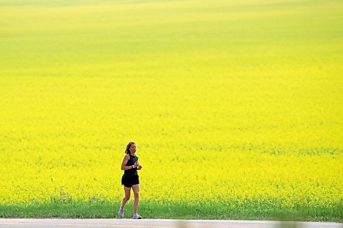 23072024
A runner makes their way along Grand Valley Road west of Brandon past a field of canola on a hot Tuesday morning.
(Tim Smith/The Brandon Sun)
