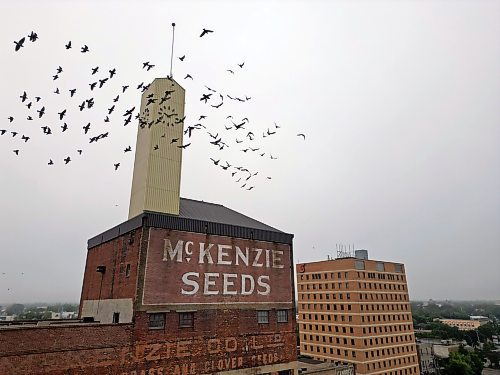 24072024
Pigeons fly over the McKenzie Seeds building in downtown Brandon on Wednesday. 
(Tim Smith/The Brandon Sun)