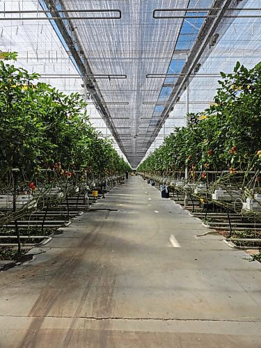 Rows of tomato plants line the Vermillion Growers greenhouse in Dauphin, Manitoba, now well into its first year of production. (Don Berger/For The Brandon Sun)