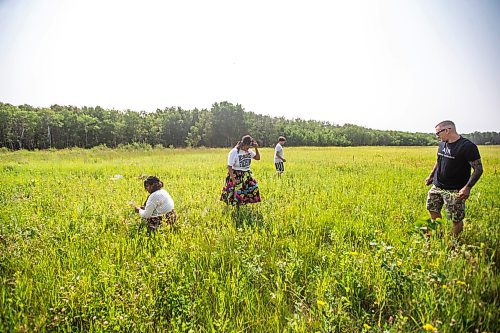 MIKAELA MACKENZIE / FREE PRESS

Kay Lagimodiere (left, 21), Dana Connolly, Caiden Troupp (15), and Cory Troupp gather sage at Assiniboine Forest on Thursday, July 25, 2024. The family is behind Mashkiki Garden Creations, which sells natural beauty and wellness products infused with Manitoba prairie plants.

For AV story.