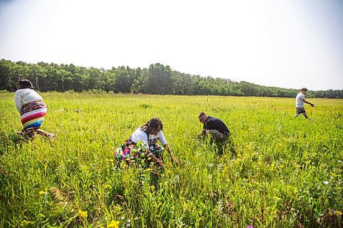 MIKAELA MACKENZIE / FREE PRESS

Kay Lagimodiere (left, 21), Dana Connolly, Cory Troupp, and Caiden Troupp (15) gather sage at Assiniboine Forest on Thursday, July 25, 2024. The family is behind Mashkiki Garden Creations, which sells natural beauty and wellness products infused with Manitoba prairie plants.

For AV story.