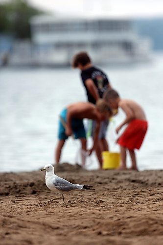 A seagull walks the beach at Clear Lake during a busy summer afternoon for tourists at Wasagaming in Riding Mountain National Park. (Matt Goerzen/The Brandon Sun)