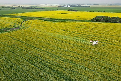 Lepp's plane crosses a canola field near Bradwardine. (Tim Smith/The Brandon Sun)