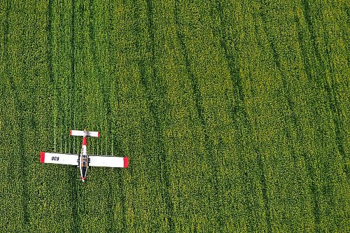 07072023
John Lepp with Rivers Air Spray applies fungicide to a crop of canola near Bradwardine from his Air Tractor AT-802F on Thursday morning. 
(Tim Smith/The Brandon Sun)