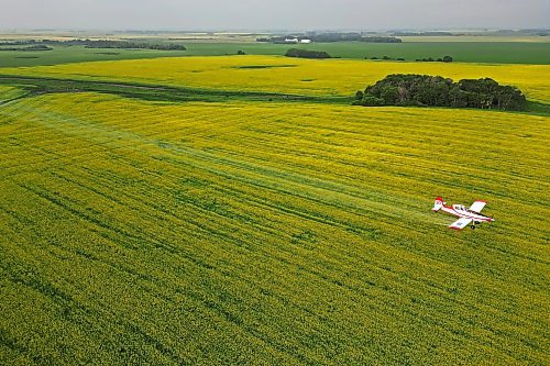 07072023
John Lepp with Rivers Air Spray applies fungicide to a crop of canola near Bradwardine from his Air Tractor AT-802F on Thursday morning. 
(Tim Smith/The Brandon Sun)