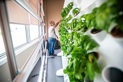 MIKAELA MACKENZIE / FREE PRESS

Mike Wolfe, social enterprise coordinator, plants herbs in the new hydroponic greens growing system at Siloam Mission on Friday, July 26, 2024. 

For Kevin story.