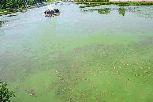 NIC ADAM / FREE PRESS
Retention ponds in Whyte Ridge are not working or are not turned on. As a result, algae is growing.
240726 - Friday, July 26, 2024.

Reporter: Jura