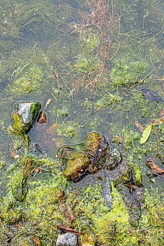 NIC ADAM / FREE PRESS
Retention ponds in Whyte Ridge are not working or are not turned on. As a result, algae is growing.
240726 - Friday, July 26, 2024.

Reporter: Jura