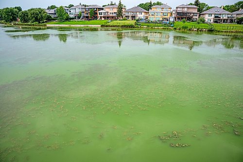 NIC ADAM / FREE PRESS
Retention ponds in Whyte Ridge are not working or are not turned on. As a result, algae is growing.
240726 - Friday, July 26, 2024.

Reporter: Jura