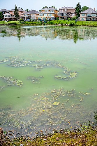 NIC ADAM / FREE PRESS
Retention ponds in Whyte Ridge are not working or are not turned on. As a result, algae is growing.
240726 - Friday, July 26, 2024.

Reporter: Jura