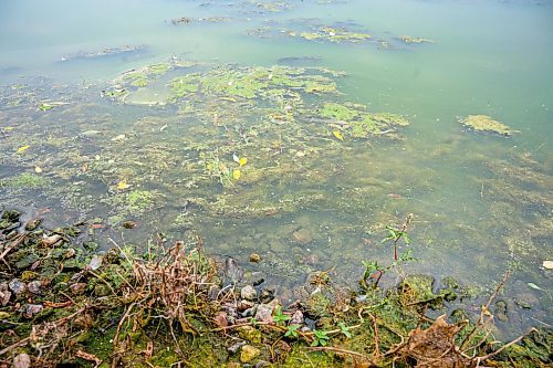 NIC ADAM / FREE PRESS
Retention ponds in Whyte Ridge are not working or are not turned on. As a result, algae is growing.
240726 - Friday, July 26, 2024.

Reporter: Jura