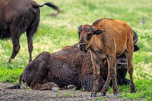 NIC ADAM / FREE PRESS
44 genetically pure Bison, including 14 calves and a few yearlings, graze in FortWhyte Alive&#x2019;s 80 acre Paddock Friday. FortWhyte Alive offers public Safaris, where you&#x2019;re brought up-close to the bison, as well as guided baby bison walks where you&#x2019;re lead down a path around the Paddock. Both are great ways to see some baby calves and learn about how wild bison live.
240726 - Friday, July 26, 2024.

Reporter:?