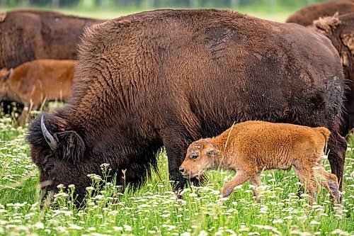 NIC ADAM / FREE PRESS
44 genetically pure Bison, including 14 calves and a few yearlings, graze in FortWhyte Alive&#x2019;s 80 acre Paddock Friday. FortWhyte Alive offers public Safaris, where you&#x2019;re brought up-close to the bison, as well as guided baby bison walks where you&#x2019;re lead down a path around the Paddock. Both are great ways to see some baby calves and learn about how wild bison live.
240726 - Friday, July 26, 2024.

Reporter:?