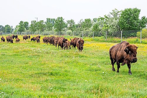 NIC ADAM / FREE PRESS
44 genetically pure Bison, including 14 calves and a few yearlings, graze in FortWhyte Alive&#x2019;s 80 acre Paddock Friday. FortWhyte Alive offers public Safaris, where you&#x2019;re brought up-close to the bison, as well as guided baby bison walks where you&#x2019;re lead down a path around the Paddock. Both are great ways to see some baby calves and learn about how wild bison live.
240726 - Friday, July 26, 2024.

Reporter:?