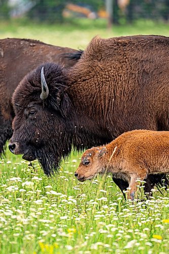 NIC ADAM / FREE PRESS
44 genetically pure Bison, including 14 calves and a few yearlings, graze in FortWhyte Alive&#x2019;s 80 acre Paddock Friday. FortWhyte Alive offers public Safaris, where you&#x2019;re brought up-close to the bison, as well as guided baby bison walks where you&#x2019;re lead down a path around the Paddock. Both are great ways to see some baby calves and learn about how wild bison live.
240726 - Friday, July 26, 2024.

Reporter:?