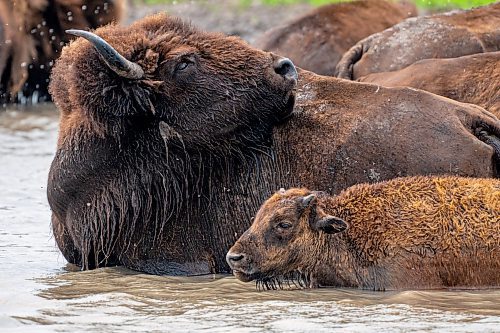 NIC ADAM / FREE PRESS
44 genetically pure Bison, including 14 calves and a few yearlings, graze in FortWhyte Alive&#x2019;s 80 acre Paddock Friday. FortWhyte Alive offers public Safaris, where you&#x2019;re brought up-close to the bison, as well as guided baby bison walks where you&#x2019;re lead down a path around the Paddock. Both are great ways to see some baby calves and learn about how wild bison live.
240726 - Friday, July 26, 2024.

Reporter:?