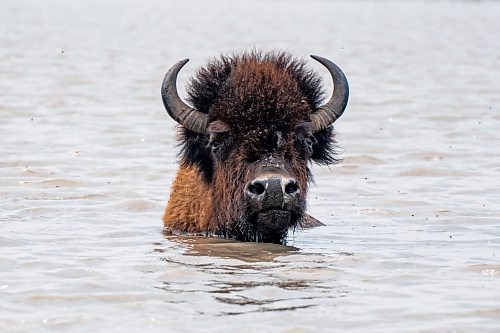 NIC ADAM / FREE PRESS
44 genetically pure Bison, including 14 calves and a few yearlings, graze in FortWhyte Alive&#x2019;s 80 acre Paddock Friday. FortWhyte Alive offers public Safaris, where you&#x2019;re brought up-close to the bison, as well as guided baby bison walks where you&#x2019;re lead down a path around the Paddock. Both are great ways to see some baby calves and learn about how wild bison live.
240726 - Friday, July 26, 2024.

Reporter:?