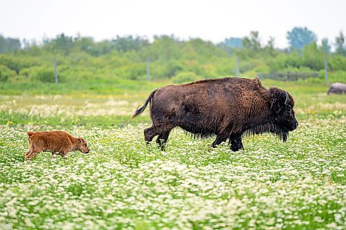 NIC ADAM / FREE PRESS
44 genetically pure Bison, including 14 calves and a few yearlings, graze in FortWhyte Alive&#x2019;s 80 acre Paddock Friday. FortWhyte Alive offers public Safaris, where you&#x2019;re brought up-close to the bison, as well as guided baby bison walks where you&#x2019;re lead down a path around the Paddock. Both are great ways to see some baby calves and learn about how wild bison live.
240726 - Friday, July 26, 2024.

Reporter:?