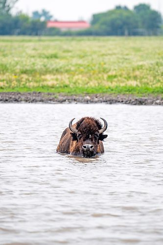 NIC ADAM / FREE PRESS
44 genetically pure Bison, including 14 calves and a few yearlings, graze in FortWhyte Alive&#x2019;s 80 acre Paddock Friday. FortWhyte Alive offers public Safaris, where you&#x2019;re brought up-close to the bison, as well as guided baby bison walks where you&#x2019;re lead down a path around the Paddock. Both are great ways to see some baby calves and learn about how wild bison live.
240726 - Friday, July 26, 2024.

Reporter:?