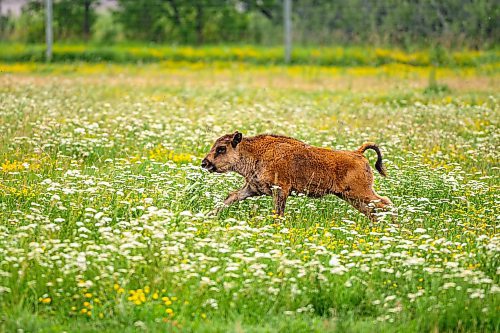 NIC ADAM / FREE PRESS
44 genetically pure Bison, including 14 calves and a few yearlings, graze in FortWhyte Alive&#x2019;s 80 acre Paddock Friday. FortWhyte Alive offers public Safaris, where you&#x2019;re brought up-close to the bison, as well as guided baby bison walks where you&#x2019;re lead down a path around the Paddock. Both are great ways to see some baby calves and learn about how wild bison live.
240726 - Friday, July 26, 2024.

Reporter:?