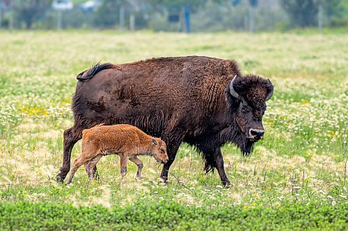 NIC ADAM / FREE PRESS
44 genetically pure Bison, including 14 calves and a few yearlings, graze in FortWhyte Alive&#x2019;s 80 acre Paddock Friday. FortWhyte Alive offers public Safaris, where you&#x2019;re brought up-close to the bison, as well as guided baby bison walks where you&#x2019;re lead down a path around the Paddock. Both are great ways to see some baby calves and learn about how wild bison live.
240726 - Friday, July 26, 2024.

Reporter:?