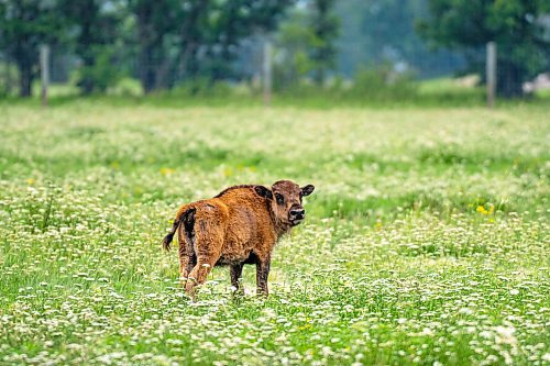 NIC ADAM / FREE PRESS
44 genetically pure Bison, including 14 calves and a few yearlings, graze in FortWhyte Alive&#x2019;s 80 acre Paddock Friday. FortWhyte Alive offers public Safaris, where you&#x2019;re brought up-close to the bison, as well as guided baby bison walks where you&#x2019;re lead down a path around the Paddock. Both are great ways to see some baby calves and learn about how wild bison live.
240726 - Friday, July 26, 2024.

Reporter:?