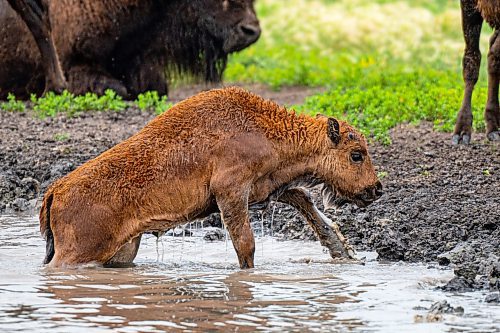 NIC ADAM / FREE PRESS
44 genetically pure Bison, including 14 calves and a few yearlings, graze in FortWhyte Alive&#x2019;s 80 acre Paddock Friday. FortWhyte Alive offers public Safaris, where you&#x2019;re brought up-close to the bison, as well as guided baby bison walks where you&#x2019;re lead down a path around the Paddock. Both are great ways to see some baby calves and learn about how wild bison live.
240726 - Friday, July 26, 2024.

Reporter:?