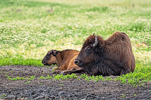 NIC ADAM / FREE PRESS
44 genetically pure Bison, including 14 calves and a few yearlings, graze in FortWhyte Alive&#x2019;s 80 acre Paddock Friday. FortWhyte Alive offers public Safaris, where you&#x2019;re brought up-close to the bison, as well as guided baby bison walks where you&#x2019;re lead down a path around the Paddock. Both are great ways to see some baby calves and learn about how wild bison live.
240726 - Friday, July 26, 2024.

Reporter:?