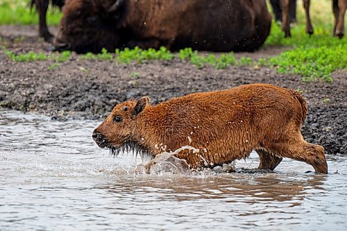 NIC ADAM / FREE PRESS
44 genetically pure Bison, including 14 calves and a few yearlings, graze in FortWhyte Alive&#x2019;s 80 acre Paddock Friday. FortWhyte Alive offers public Safaris, where you&#x2019;re brought up-close to the bison, as well as guided baby bison walks where you&#x2019;re lead down a path around the Paddock. Both are great ways to see some baby calves and learn about how wild bison live.
240726 - Friday, July 26, 2024.

Reporter:?