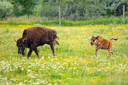 NIC ADAM / FREE PRESS
44 genetically pure Bison, including 14 calves and a few yearlings, graze in FortWhyte Alive&#x2019;s 80 acre Paddock Friday. FortWhyte Alive offers public Safaris, where you&#x2019;re brought up-close to the bison, as well as guided baby bison walks where you&#x2019;re lead down a path around the Paddock. Both are great ways to see some baby calves and learn about how wild bison live.
240726 - Friday, July 26, 2024.

Reporter:?