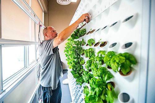 MIKAELA MACKENZIE / FREE PRESS

Neil Hansen plants herbs in the new hydroponic greens growing system at Siloam Mission on Friday, July 26, 2024. 

For Kevin story.