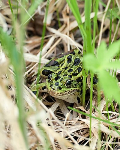 A spotted frog hides in the brush near Riding Mountain National Park in this file image. (The Brandon Sun)