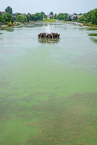 NIC ADAM / FREE PRESS
Retention ponds in Whyte Ridge are not working or are not turned on. As a result, algae is growing.
240726 - Friday, July 26, 2024.

Reporter: Jura