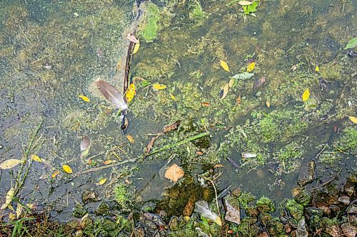 NIC ADAM / FREE PRESS
Retention ponds in Whyte Ridge are not working or are not turned on. As a result, algae is growing.
240726 - Friday, July 26, 2024.

Reporter: Jura