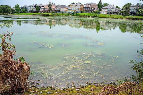 NIC ADAM / FREE PRESS
Retention ponds in Whyte Ridge are not working or are not turned on. As a result, algae is growing.
240726 - Friday, July 26, 2024.

Reporter: Jura