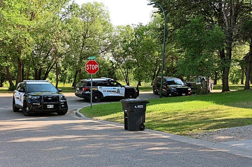 Police vehicles form a barrier around an escaped bull on Pacific Avenue on Wednesday morning. A Brandon bylaw officer later put down the animal. (Colin Slark/The Brandon Sun)