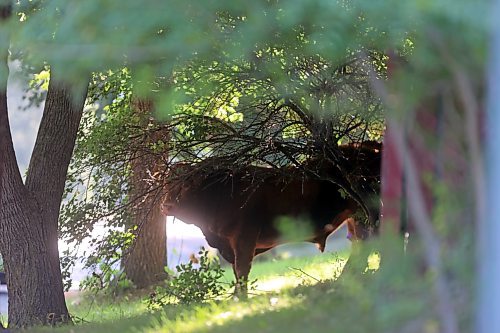 A bull stands underneath tree branches on Pacific Avenue in the west end after escaping from a livestock company on Wednesday morning. The animal was eventually put down by bylaw officers. (Colin Slark/The Brandon Sun)