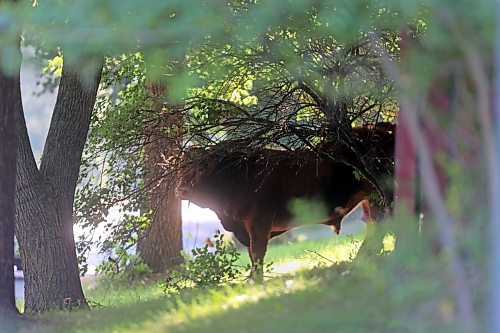 A bull stands underneath tree branches on Pacific Avenue in the west end after escaping from a livestock company on Wednesday morning. The animal was eventually put down by bylaw officers. (Colin Slark/The Brandon Sun)