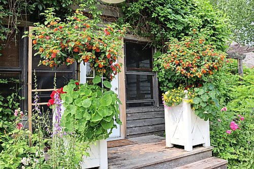 Photos by Colleen Zacharias / Free Press
These Lantana topiary trees in classic Versailles planters complement a cottage garden theme.
