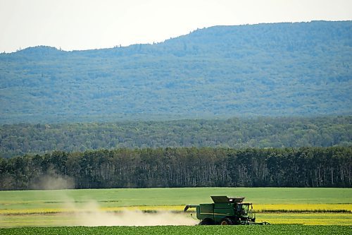 02082024
Harvest has begun in westman. A combine works a field north of Riding Mountain National Park on Friday afternoon. 
(Tim Smith/The Brandon Sun)