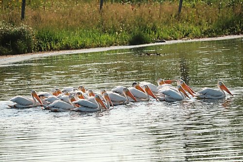 02082024
Pelicans congregate together in a pond bordering Highway 10 near Rolling River First Nation on Friday afternoon. 
(Tim Smith/The Brandon Sun)