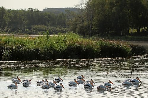 02082024
Pelicans congregate together in a pond bordering Highway 10 near Rolling River First Nation on Friday afternoon. 
(Tim Smith/The Brandon Sun)