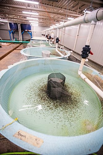 MIKAELA MACKENZIE / FREE PRESS

	
Ponding tanks with one month old fry, which will be future broodstock, in Sapphire Springs&#x560;temporary facility as the new arctic char fish farm is constructed in the RM of Rockwood on Tuesday, Aug. 6, 2024. 

For Martin Cash story.