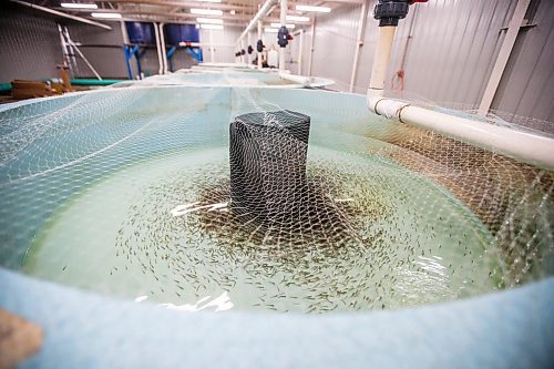 MIKAELA MACKENZIE / FREE PRESS

	
Ponding tanks with one month old fry, which will be future broodstock, in Sapphire Springs&#x560;temporary facility as the new arctic char fish farm is constructed in the RM of Rockwood on Tuesday, Aug. 6, 2024. 

For Martin Cash story.