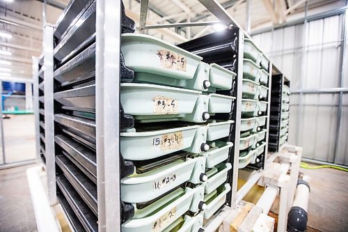 MIKAELA MACKENZIE / FREE PRESS

	
The incubation trays for future broodstock in Sapphire Springs&#x560;temporary facility as the new arctic char fish farm is constructed in the RM of Rockwood on Tuesday, Aug. 6, 2024. 

For Martin Cash story.