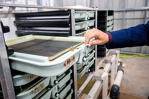 MIKAELA MACKENZIE / FREE PRESS

	
Sapphire Springs COO Doug Hotson shows the incubation trays for future broodstock in their temporary facility as the new arctic char fish farm is constructed in the RM of Rockwood on Tuesday, Aug. 6, 2024. 

For Martin Cash story.