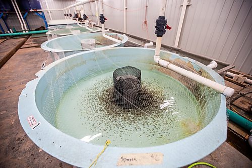 MIKAELA MACKENZIE / FREE PRESS

	
Ponding tanks with one month old fry, which will be future broodstock, in Sapphire Springs&#x560;temporary facility as the new arctic char fish farm is constructed in the RM of Rockwood on Tuesday, Aug. 6, 2024. 

For Martin Cash story.