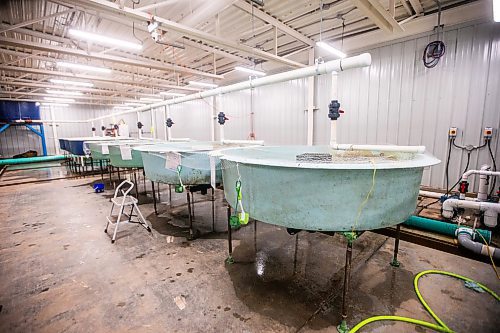 MIKAELA MACKENZIE / FREE PRESS

	
Ponding tanks with one month old fry, which will be future broodstock, in Sapphire Springs&#x560;temporary facility as the new arctic char fish farm is constructed in the RM of Rockwood on Tuesday, Aug. 6, 2024. 

For Martin Cash story.